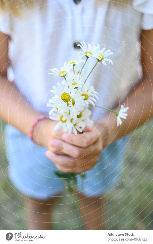 Anonymous child with bouquet of daisies girl daisy summer countryside flower bunch fresh field organic kid blossom bloom season flora meadow gentle petal nature