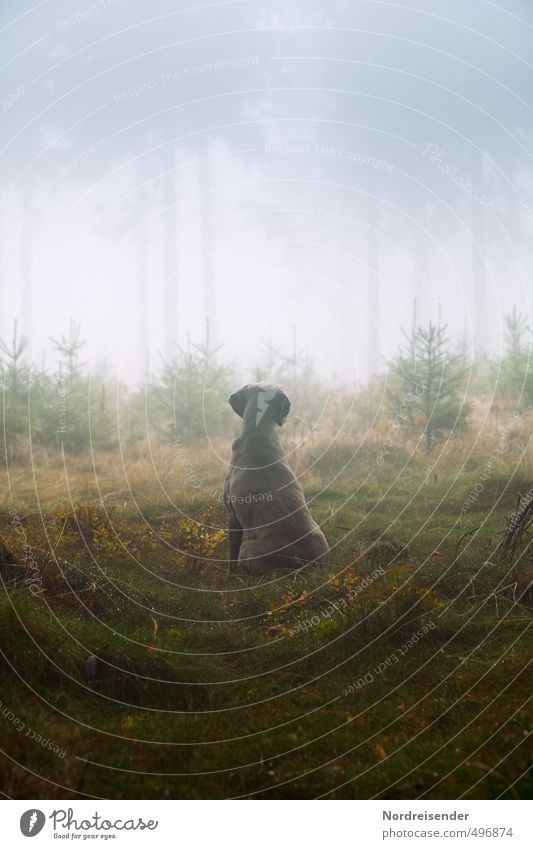 Instinct III Life Senses Calm Hunting Hiking Agriculture Forestry Plant Animal Elements Fog Rain Tree Lanes & trails Dog Observe Esthetic Wet Loyal