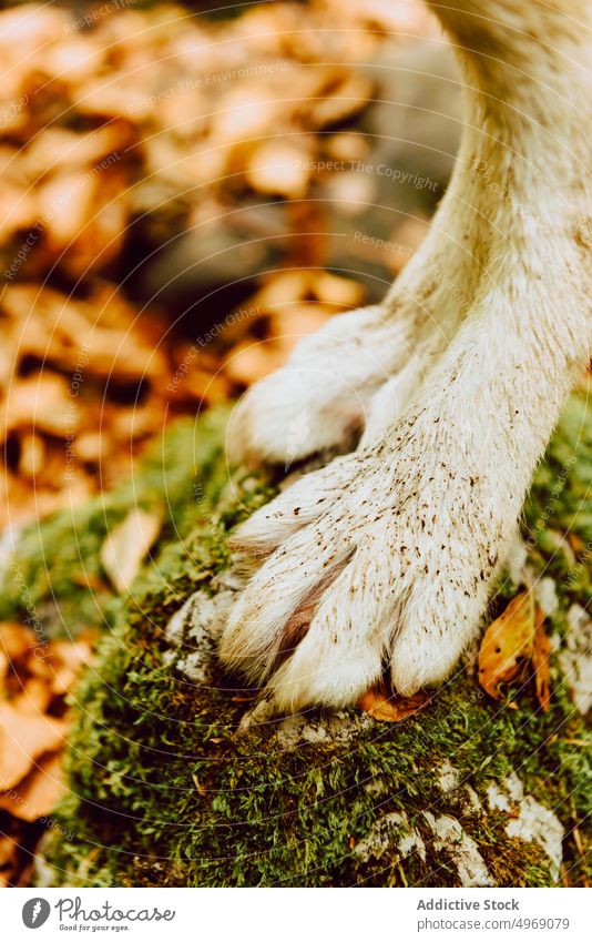Close-up of a dog's hoof in the forest alone mammal animal hoofed nature green cute wild brown wildlife outdoors grass meadow field long close-up landscape