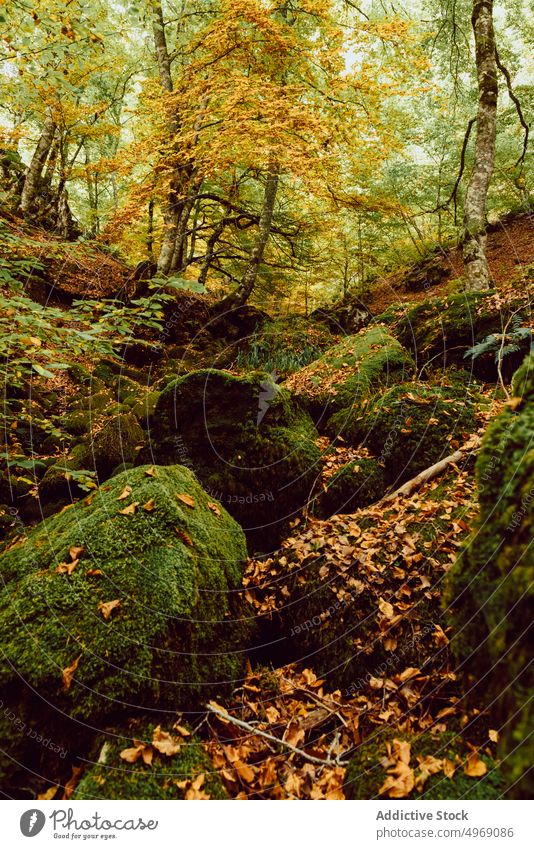 Aged big tree in autumnal forest wood nature landscape park world view moss environment panorama bright colorful scenic fall travel destination location foliage