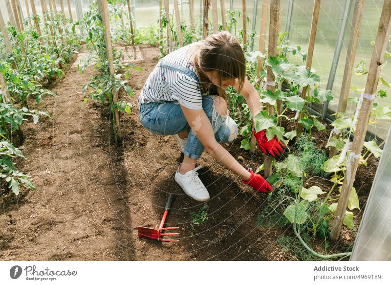 Young woman taking care of cucumbers at greenhouse checking horticulture agriculture gardening agronomy occupation plant botany female quality control