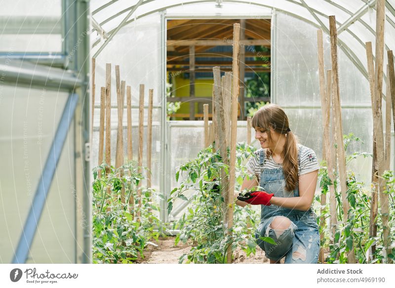 Young woman taking care of cucumbers at greenhouse horticulture agriculture gardening agronomy occupation plant botany female cultivation nature industry