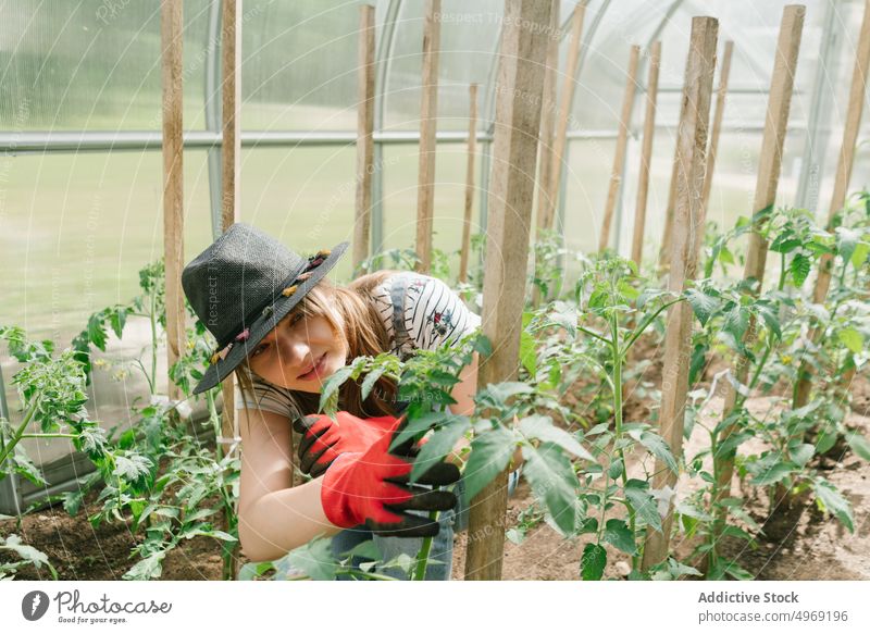 Young woman taking care of cucumbers at greenhouse horticulture agriculture gardening agronomy occupation plant botany female cultivation nature industry