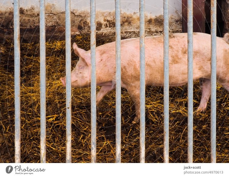 Messy, a pig behind bars Swine Animal Stable Farm animal Barn Swinishness Pigsty Cattle breeding Bedding animal bedding Agriculture Animal portrait Dirty Sow