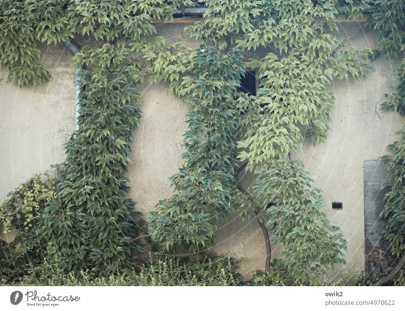 Live greener ranched house Wall (building) Facade house wall Wall cladding Overgrown House (Residential Structure) Feral luscious Wild plant enchanted