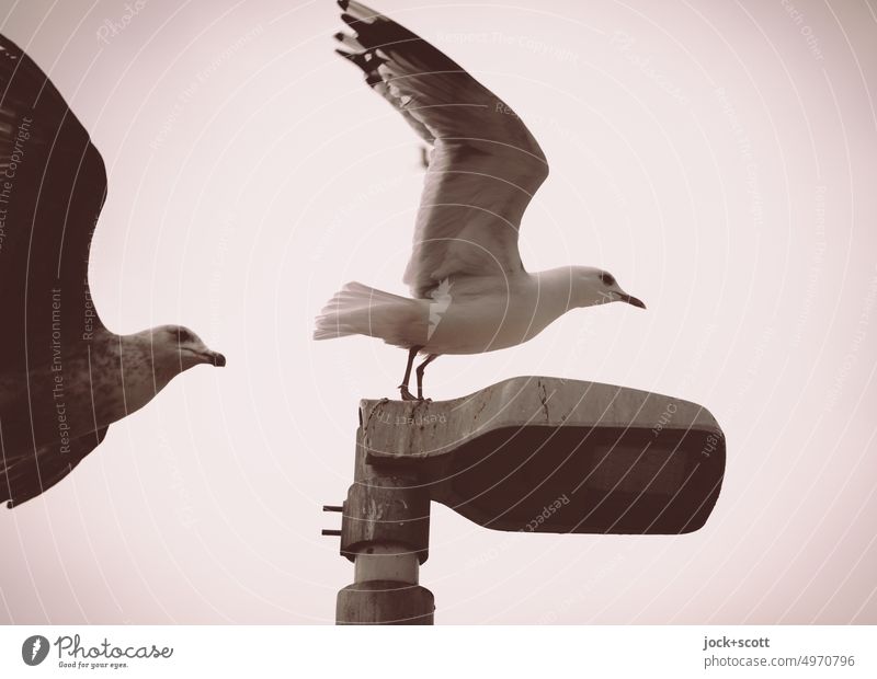 Wing beat in the wind Seagull Bird Flying Animal Sky Grand piano flapping Freedom Street lighting Pair of animals Neutral Background Monochrome Movement Above