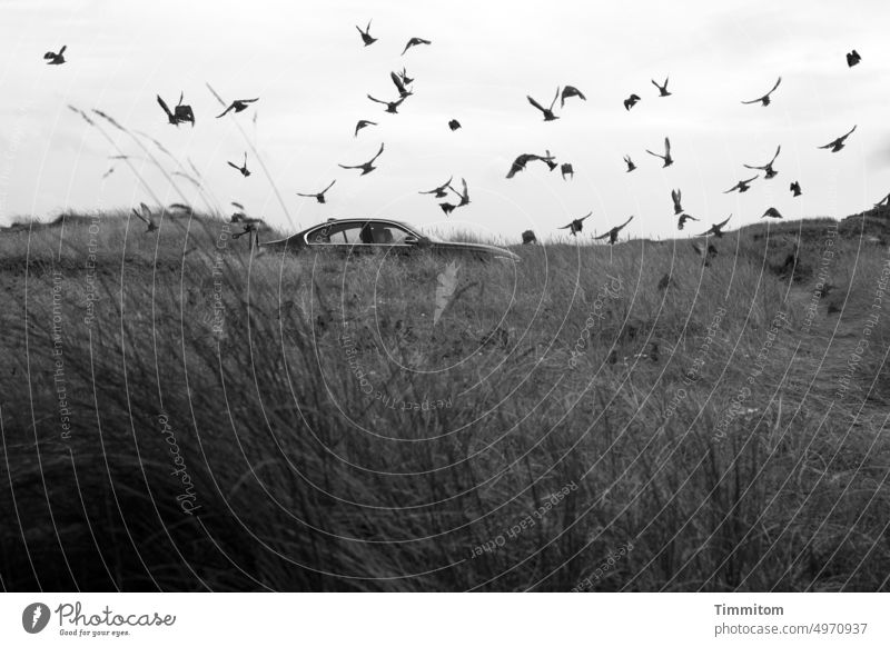 Starlings and a car Bird crowd Flock startled Flying Marram grass Denmark Exterior shot Nature Black & white photo Sky Gray