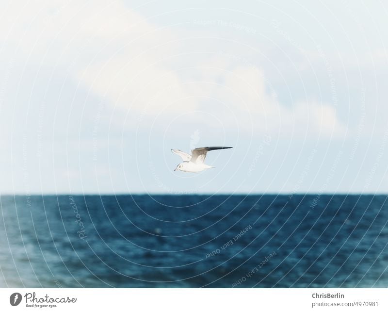 A seagull over the sea Seagull Bird Sky Ocean Flying Grand piano Feather Freedom Blue White Summer Nature Animal Vacation & Travel Air Clouds coast