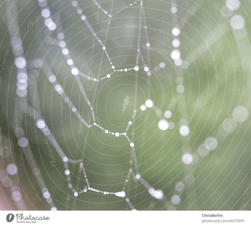 Spider web with water drop Spider's web Net Drops of water Macro (Extreme close-up) Dew Nature Wet Network Close-up Detail Exterior shot naturally Morning