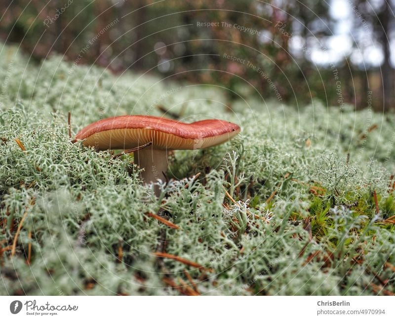Mushroom in moss Nature Autumn Forest Exterior shot Colour photo Close-up Plant Deserted Growth Environment Moss Green Mushroom cap Woodground Brown Earth