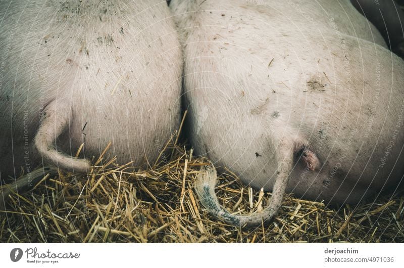 What comes, what stays / the cringe tails from the pigs. Two small piglets lie on the straw. You can see only their curly tails. pigsty Barn Swine Agriculture