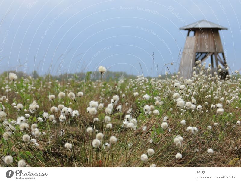 Helgiland | Spring in the Moor Tourism Trip Environment Nature Landscape Plant Beautiful weather Grass Blossom Wild plant Cotton grass Cotton gras meadow Bog