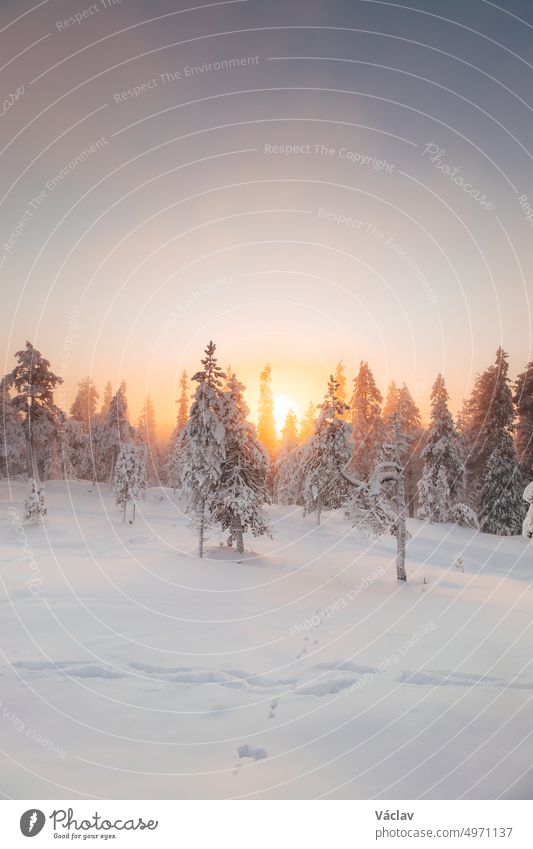 View of the snowy landscape of Finnish tundra during sunrise in Rovaniemi area of Lapland region above the Arctic Circle. Frosty morning in pristine nature. Sunrays passing through the forest