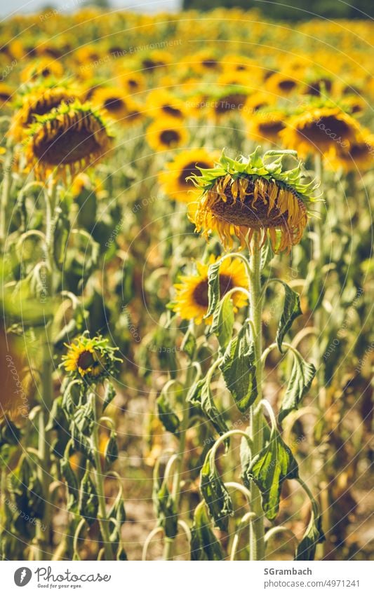 Withered sunflower field, thirsty sunflowers Sunflower field Sunflowers Faded Shriveled aridity Summer Nature Environment Agricultural crop Landscape Field