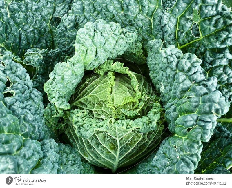 Cabbage plant in vegetable garden. Top view. cabbage green top view food ingredient natural nutrition photography growing vitamin person leafy head harvest