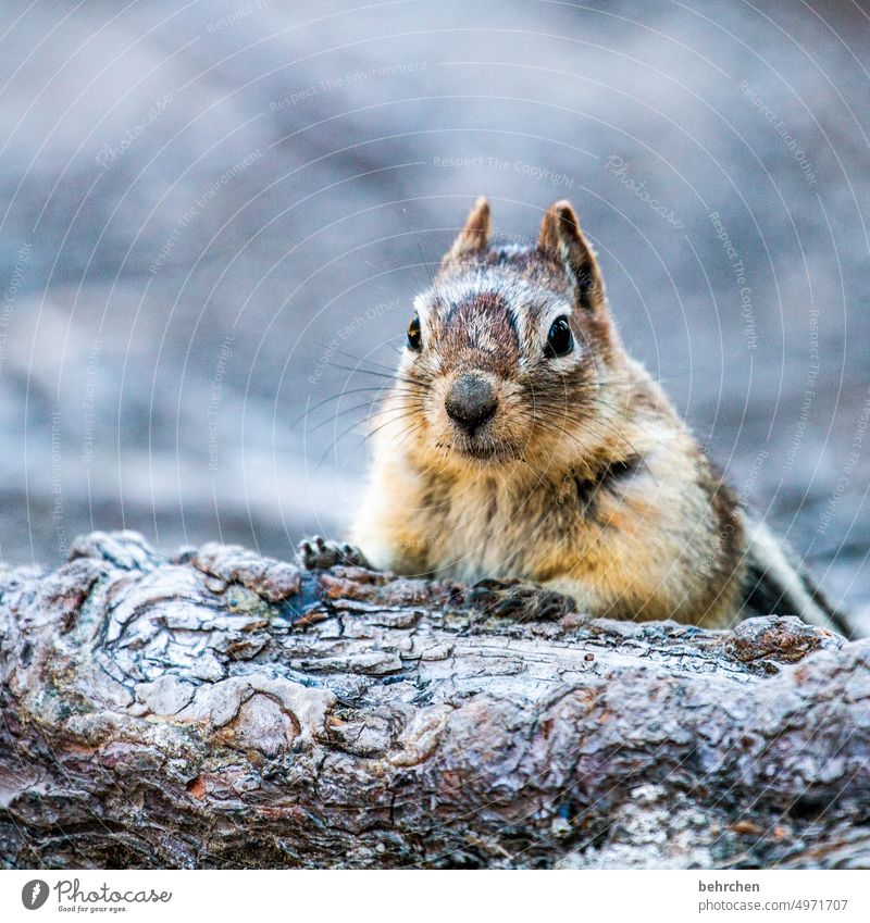 exaggerated | cute rodent Ground squirrel Animal protection Banff National Park Love of animals Eastern American Chipmunk Observe Canada Colour photo