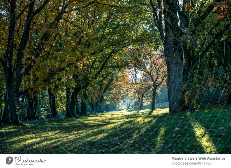 The trees in the Historical Park on the Johannisberg in Bielefeld, colored by autumn. Autumn Landscape Sun ways Light Shadow variegated foliage rays Flare Moody