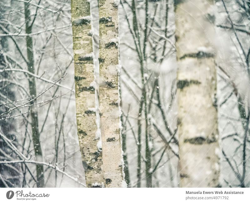 Some birch trunks covered with snow in Teutoburg Forest Winter Snow birches Birch tree Tree winter landscape snow-covered White December January February