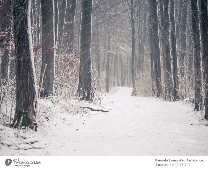 A snow covered hiking trail in the dense forest winter landscape Forest Snow snow-covered Cold icily tree trunks dense wood Bielefeld Teutoburg Forest Lonely