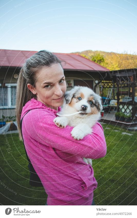 Lady in a pink sweatshirt holding a smiling Australian Shepherd puppy. Love and relationship between female dog and female. Magic blue eyes of a dog puppy. Biting your shoelaces