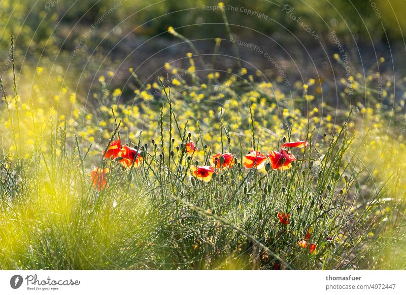 Poppies in the sun of Italy Sunset meadow flowers Meadow Fence romantic Light Colour photo Nature Environment Poppy Plant Exterior shot Flower Summer