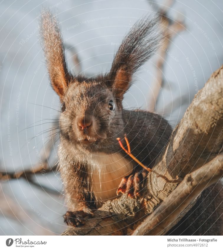 Curious squirrel in a tree Squirrel sciurus vulgaris Animal face Head Eyes Nose Ear Muzzle Claw Paw Pelt Rodent Wild animal Nature Curiosity Observe Near