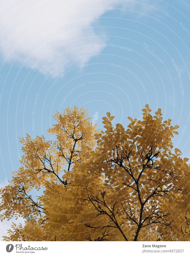 Aesthetic fall background with yellow tree on blue sky aesthetic aesthetics fall aesthetics aesthetic fall minimal fall fall mood vibrant fall yellow and blue