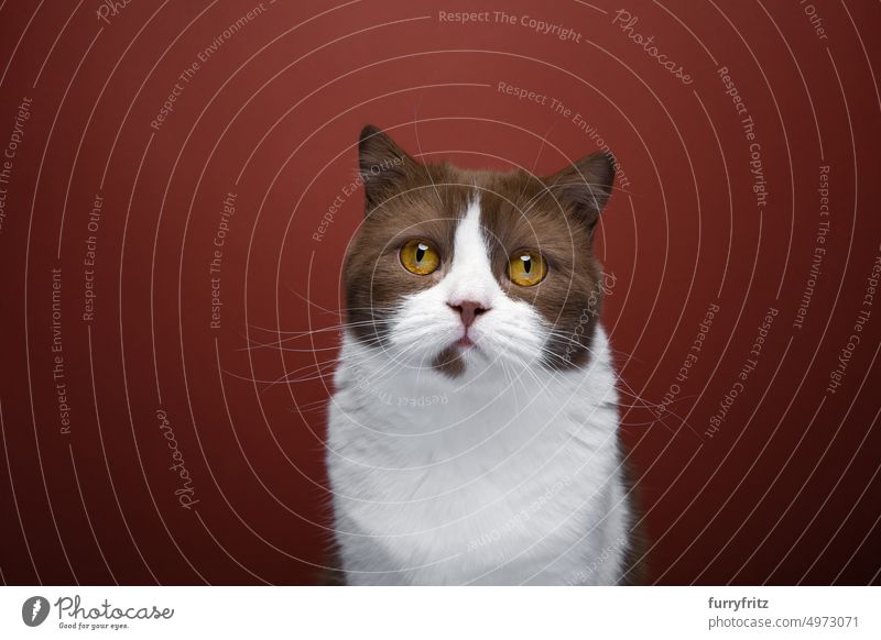 brown white british shorthair cat portrait on red background pets feline fluffy fur purebred cat one animal chocolate copy space whisker red-brown