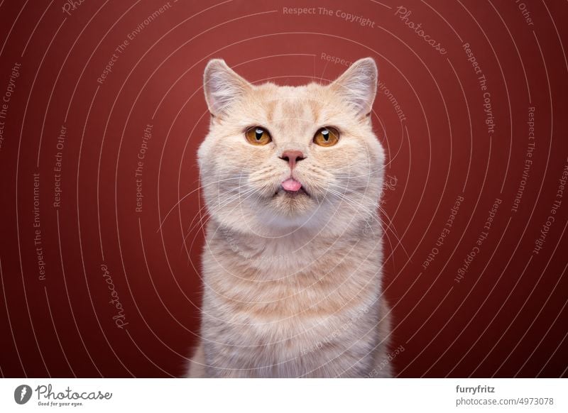 naughty ginger cat portrait sticking out tongue pets feline fluffy fur purebred cat british shorthair cat one animal whisker red-brown red background