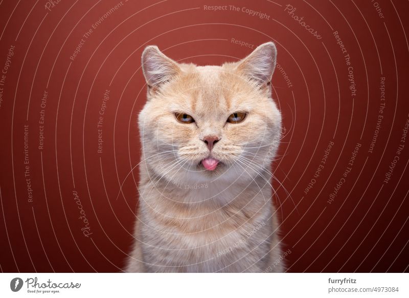 naughty ginger cat portrait sticking out tongue pets feline fluffy fur purebred cat british shorthair cat one animal whisker red-brown red background