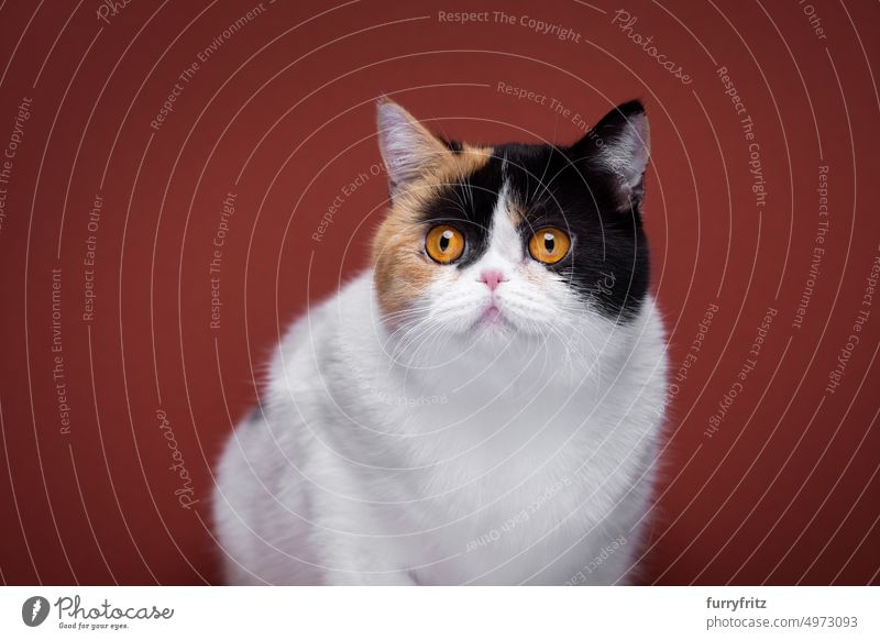 white calico persian cat portrait pets feline purebred cat fluffy fur british shorthair cat one animal tricolor tortie tortoiseshell red-brown red background