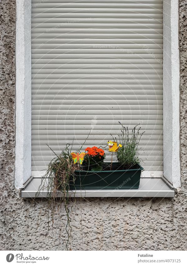 Orange flowers and small colorful decorative elements bring some color to the green flower box, which stands on a gray windowsill in front of a gray blind in a gray house wall.