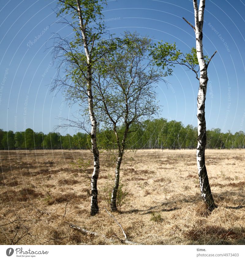 Birches in the moor Tree Bog Birch tree Tree trunk branches Nature Plant Growth Deciduous tree twigs Sky Horizon Edge of the forest Lonely wax fellowship