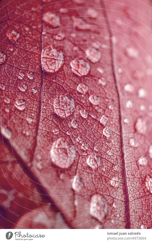 drops of water on the red maple leaf in autumn season red leaf lines veins leaf veins nature natural backgrounds red background raindrops rainy days wet texture