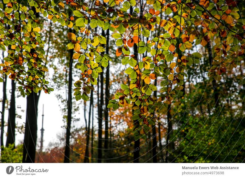 The colorful leaves of a beech tree are beautifully illuminated by the sun Autumn foliage Forest variegated colourful saturated colors autumn colours Beech tree
