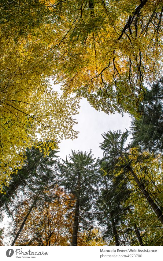 View up to the colorful treetops in autumn Forest Autumn variegated Mixed forest Above Sky Upward Treetops tree circle clearing