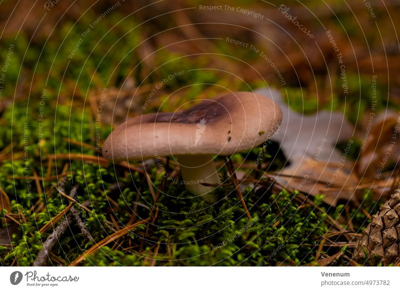 Non-edible mushroom in autumn in the forest Mushrooms Nature Forest Soil Living Organisms Multicelled Stand Mycology Eukaryotic Eukaryota Amorphea Opisthokonta