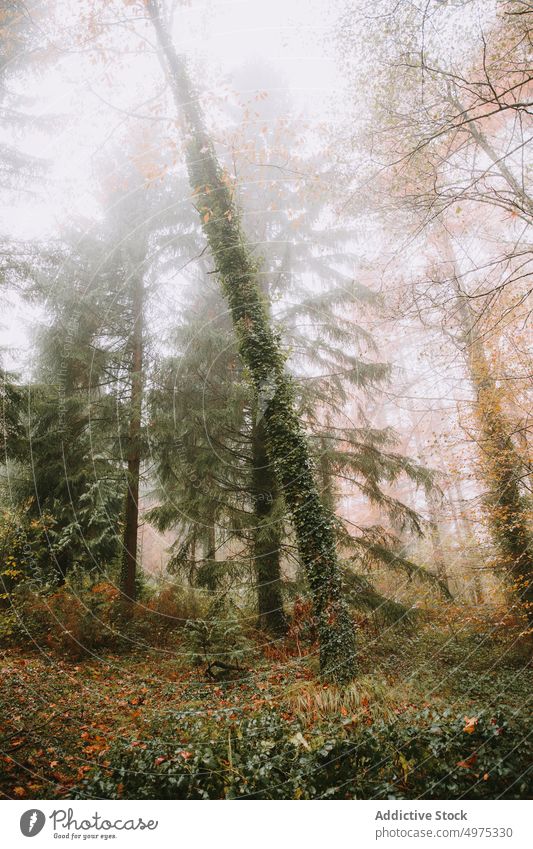Nice forest with many trees surrounded by fog landscape autumn nature season mist background foggy misty light green scenery outdoor fall beautiful mysterious