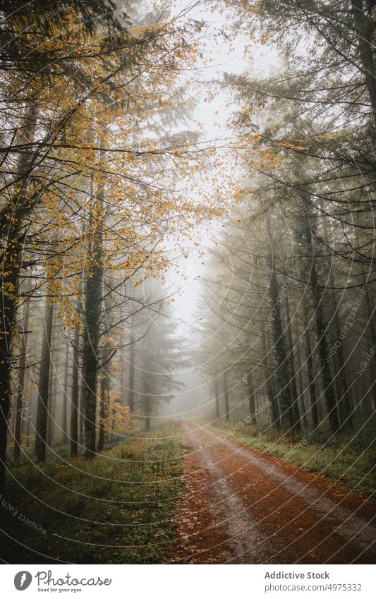 Forest with many trees surrounded by fog forest road path landscape autumn nature season mist background foggy misty light green scenery outdoor fall beautiful