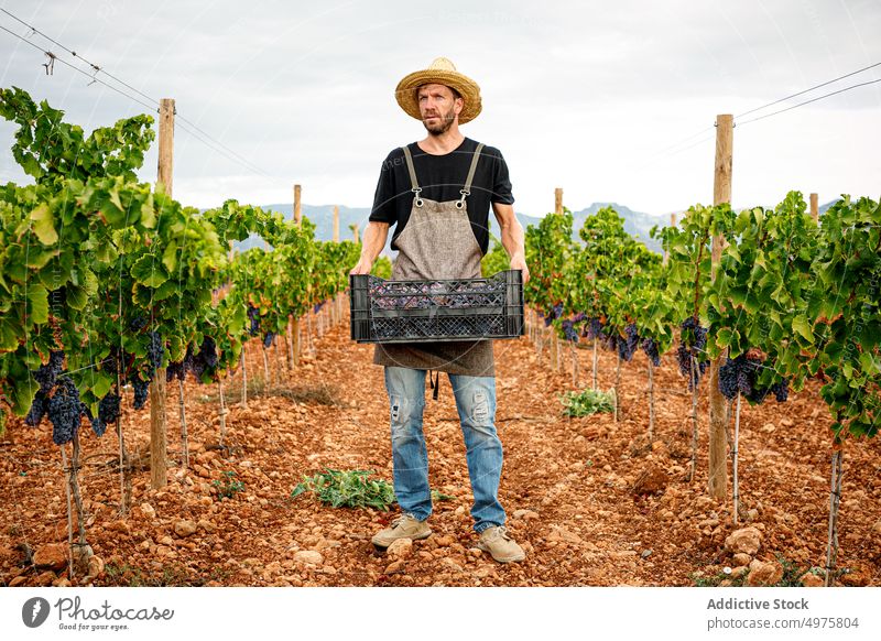 Crop farmer holding box with fresh grapes man harvest adult vineyard ripe carry agriculture rural male fruit shears tool viticulture natural organic sweet bunch