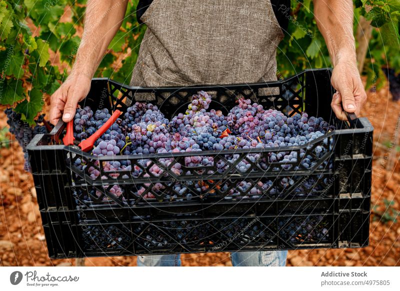 Crop farmer holding box with fresh grapes man harvest vineyard ripe carry agriculture rural male fruit shears tool viticulture natural organic sweet bunch food