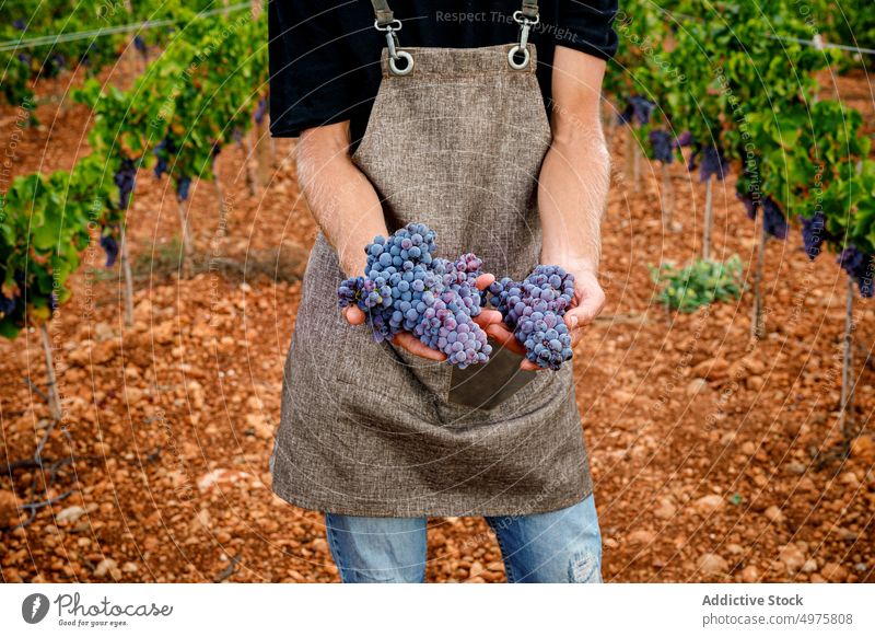 Crop farmer holding fresh grapes man harvest vineyard ripe agriculture rural male fruit shears tool viticulture natural organic sweet bunch food countryside