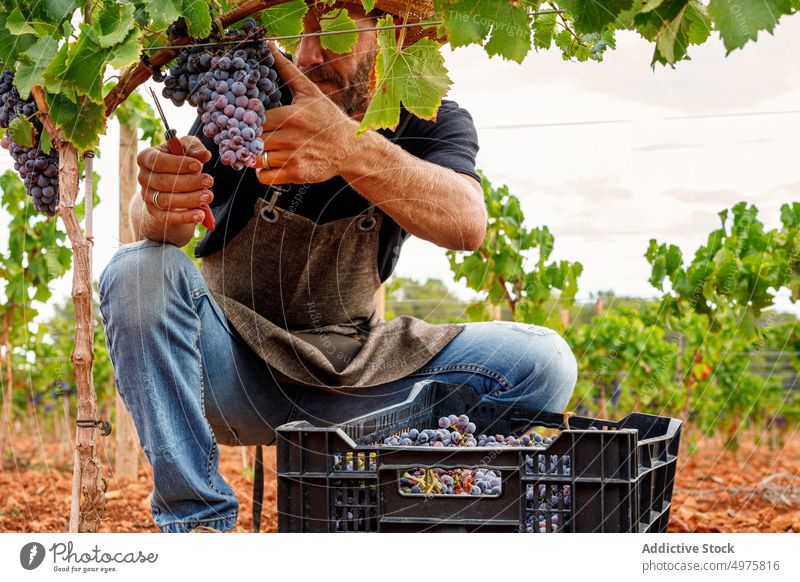 Crop man harvesting grapes on farm vineyard box ripe farmer agriculture rural male fruit viticulture natural organic sweet bunch food countryside autumn guy