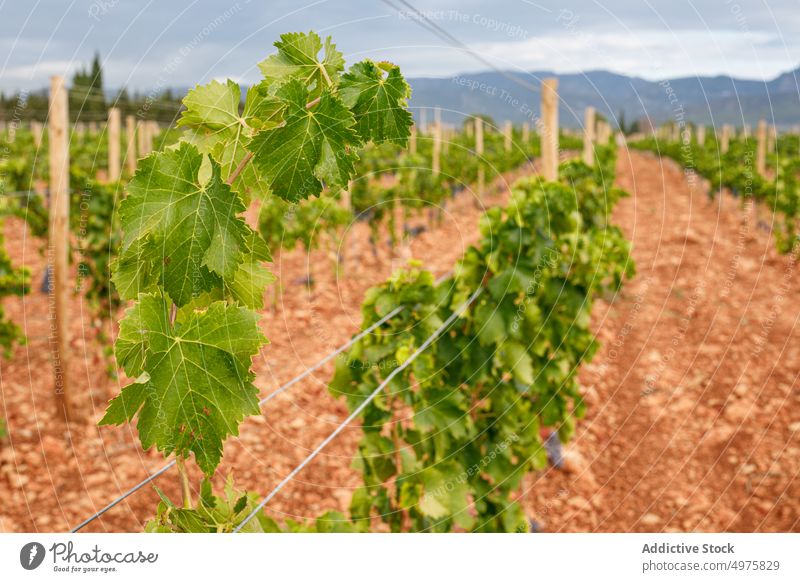 Vines with grapes on farm vine vineyard growth ripe fresh agriculture autumn nature rural harvest cloudy overcast countryside organic plant vegetation leaf