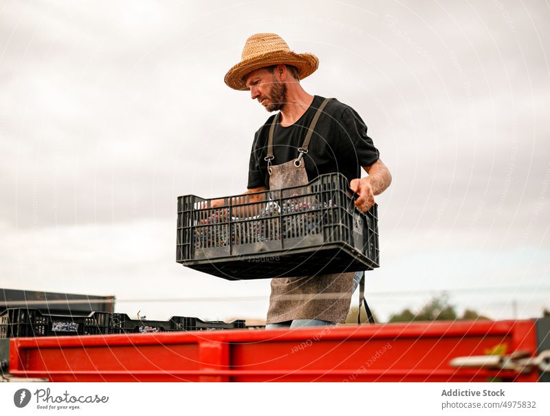 Male farmer loading truck with grapes man vineyard box ripe agriculture rural male fruit harvest viticulture natural organic sweet work job adult food logistic