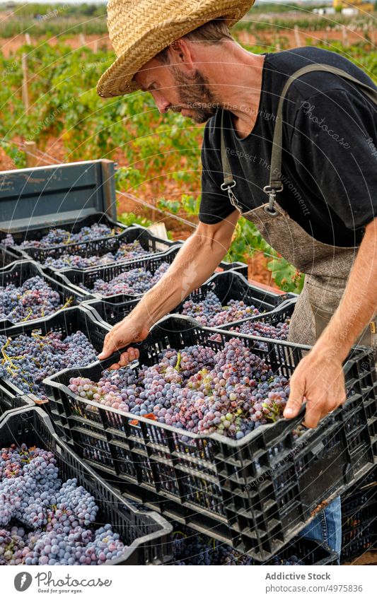Male farmer loading truck with grapes man vineyard box ripe agriculture rural male fruit harvest viticulture natural organic sweet work job adult food logistic