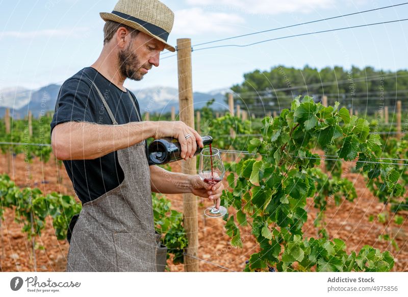 Adult farmer inspecting vines on cloudy day with a wine bottle serving in a glass man grape harvest vineyard ripe agriculture rural organic male fruit