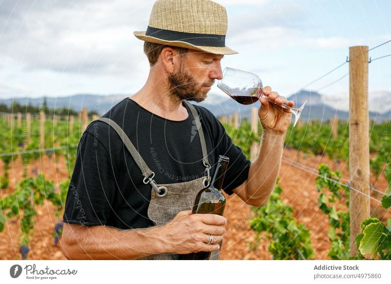 Adult farmer inspecting vines on cloudy day with a wine bottle serving in a glass and smelling man grape harvest vineyard ripe agriculture rural organic male