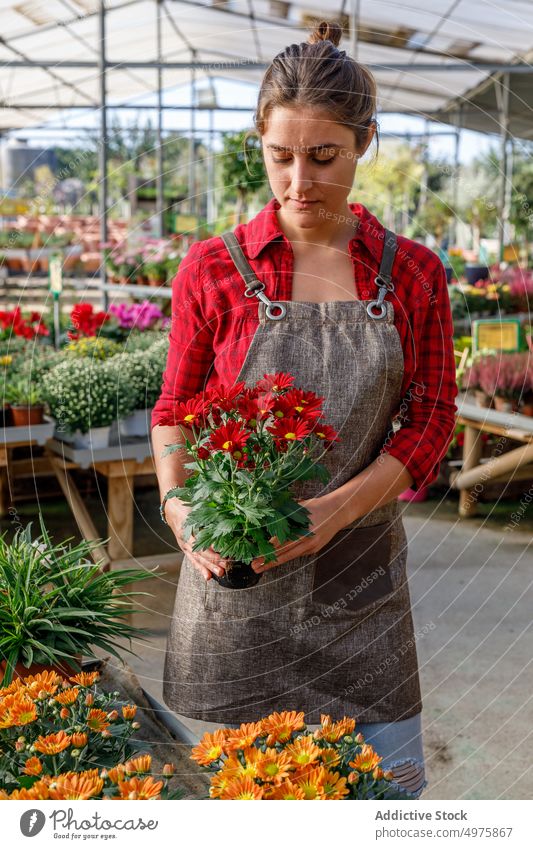 Woman with margarita flowers working in greenhouse woman plant garden red young leaves foliage female beautiful occupation agriculture uniform lovely organic