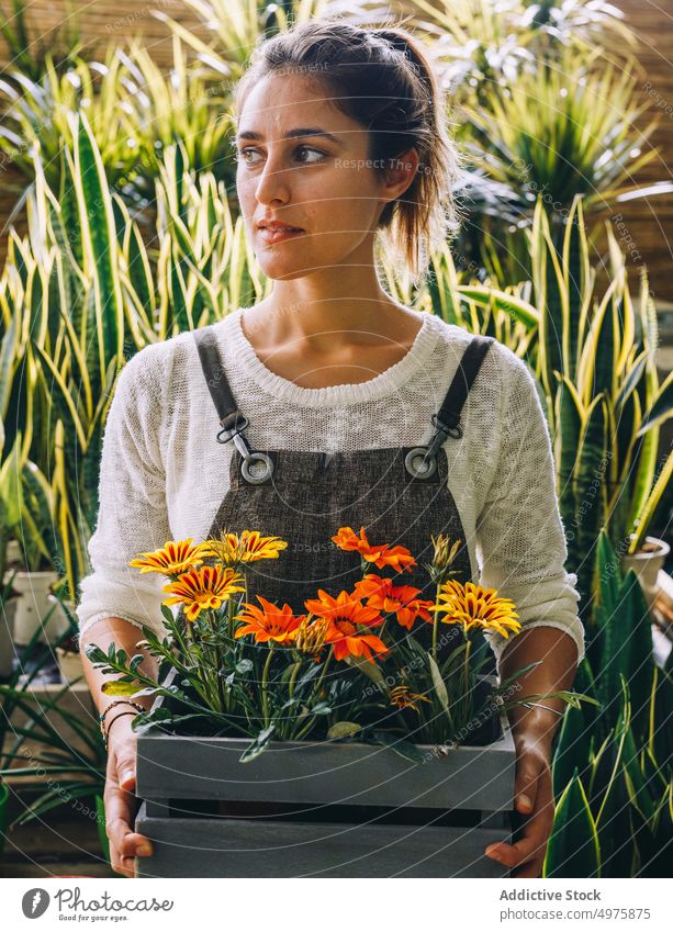 Female gardener holding tray with margarita flowers in greenhouse woman plant grow work cultivate orangery female workplace small business young serious